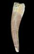 Fossil Plesiosaur (Zarafasaura) Tooth - Morocco #55816-1